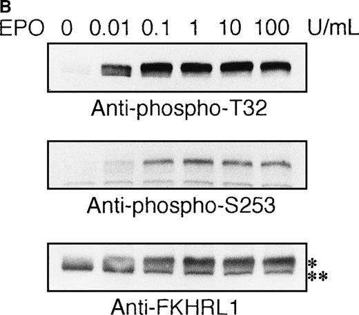 Fig. 6. EPO induces phosphorylation of FKHRL1 protein in time- and dose-dependent fashions in UT-7/EPO cells. / EPO was removed from UT-7/EPO cells for 24 hours. The cells were then stimulated with EPO (10 U/mL) for the periods indicated (A), or with increasing concentrations of EPO (0.01-100 U/mL) for 10 minutes (B). After solubilization, cell extracts were resolved by 7.5% SDS-PAGE and immunoblotted with the antibodies directed against phospho-T32 (top panel) or phospho-S253 (middle panel). The blot was reprobed with anti-FKHRL1 antibody to confirm equal loading of protein (bottom panel). Anti-FKHRL1 antibody recognizes 2 bands; upper band (*) is the phosphorylated form, and the lower band (**), the unphosphorylated form.