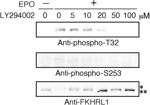 Fig. 7. Phosphorylation of FKHRL1 by EPO is absolutely dependent on PI3K activity. / EPO was removed from UT-7/EPO cells for 24 hours. The cells were pretreated with increasing concentrations of LY294002 (1-100 μmol/L) and then stimulated with EPO (10 U/mL) for 10 minutes. After solubilization, cell extracts were resolved by 7.5% SDS-PAGE and immunoblotted with the antibodies directed against phospho-T32 (top panel) or phospho-S253 (middle panel). The blot was reprobed with anti-FKHRL1 antibody to confirm equal loading of protein (bottom panel). Anti-FKHRL1 antibody recognizes 2 bands; upper band (*) is the phosphorylated form, and the lower band (**), the unphosphorylated form.