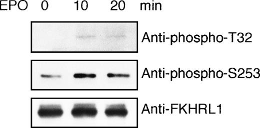 Fig. 8. FKHRL1 is directly phosphorylated by EPO-activated Akt. / (A) EPO was removed from UT-7/EPO cells for 24 hours. Then the cells were stimulated with EPO (10 U/mL) for 10 and 20 minutes. After solubilization, cell lysates were immunoprecipitated with protein G-conjugated anti-Akt antibody. Then immunoprecipitates were subjected to an in vitro kinase assay. The kinase assays were carried out in the presence of 200 μmol/L ATP using GST-FKHRL1 fusion protein as a substrate (25 μg/mL). The reactions were incubated at 30°C for 30 minutes. Reaction products were resolved by 7.5% SDS-PAGE and immunoblotted with the antibodies directed against phospho-T32 (top panel) or phospho-S253 (middle panel). The blot was reprobed with anti-FKHRL1 antibody to confirm equal loading of protein (bottom panel).