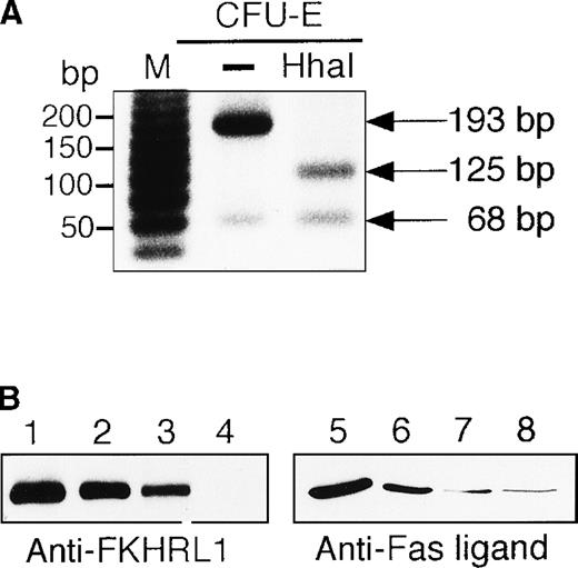 Fig. 9. Detection of FKHRL1 in primary erythroid progenitor cells and erythroblasts. / (A) CFU-E cells were obtained as described in “Materials and methods.” Total cellular RNA extracted was reverse transcribed and amplified by RT-PCR (see “Materials and methods”). The PCR products were digested with HhaI and resolved by agarose/formaldehyde gel electrophoresis and the gel was stained with ethidium bromide. (B) Fraction 1 (lanes 1 and 5), fraction 2 (lanes 2 and 6), fraction 3 (lanes 3 and 7), and fraction 4 (lanes 4 and 8) were obtained as described in “Materials and methods” and Table 1. After solubilization, cell extracts (2 × 106 cells/1 lane) were resolved by 7.5% or 15% SDS-PAGE and immunoblotted with anti-FKHRL1 antibody (left panel) or anti-FasL antibody (right panel). (C) Phosphorylation of Akt by EPO stimulation in CFU-E cells. CFU-E cells were obtained as described in “Materials and methods” and subsequently cultured without EPO for 2 hours. The cells were then stimulated with EPO (10 U/mL) for the periods indicated. After solubilization, cell extracts (2 × 106 cells/1 lane) were resolved by 7.5% SDS-PAGE and immunoblotted with Akt antibodies directed against phospho-T308 (top panel) or phospho-S473 (middle panel). The blot was reprobed with anti-Akt antibody to confirm equal loading of protein (bottom panel). (D) Phosphorylation of FKHRL1 by EPO stimulation in CFU-E cells. CFU-E cells were prepared as described above. Cell extracts (2 × 106 cells/1 lane) were resolved by 7.5% SDS-PAGE and immunoblotted with FKHRL1 antibodies directed against phospho-T32 (top panel) or phospho-S253 (middle panel). The blot was reprobed with anti-FKHRL1 antibody to confirm equal loading of protein (bottom panel).