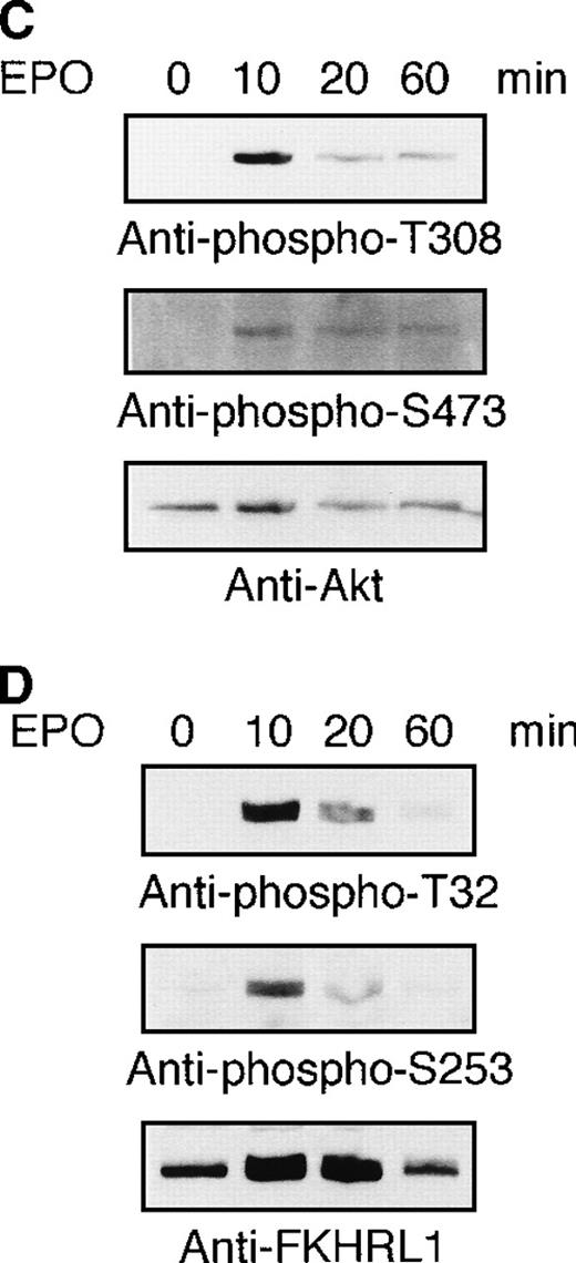 Fig. 9. Detection of FKHRL1 in primary erythroid progenitor cells and erythroblasts. / (A) CFU-E cells were obtained as described in “Materials and methods.” Total cellular RNA extracted was reverse transcribed and amplified by RT-PCR (see “Materials and methods”). The PCR products were digested with HhaI and resolved by agarose/formaldehyde gel electrophoresis and the gel was stained with ethidium bromide. (B) Fraction 1 (lanes 1 and 5), fraction 2 (lanes 2 and 6), fraction 3 (lanes 3 and 7), and fraction 4 (lanes 4 and 8) were obtained as described in “Materials and methods” and Table 1. After solubilization, cell extracts (2 × 106 cells/1 lane) were resolved by 7.5% or 15% SDS-PAGE and immunoblotted with anti-FKHRL1 antibody (left panel) or anti-FasL antibody (right panel). (C) Phosphorylation of Akt by EPO stimulation in CFU-E cells. CFU-E cells were obtained as described in “Materials and methods” and subsequently cultured without EPO for 2 hours. The cells were then stimulated with EPO (10 U/mL) for the periods indicated. After solubilization, cell extracts (2 × 106 cells/1 lane) were resolved by 7.5% SDS-PAGE and immunoblotted with Akt antibodies directed against phospho-T308 (top panel) or phospho-S473 (middle panel). The blot was reprobed with anti-Akt antibody to confirm equal loading of protein (bottom panel). (D) Phosphorylation of FKHRL1 by EPO stimulation in CFU-E cells. CFU-E cells were prepared as described above. Cell extracts (2 × 106 cells/1 lane) were resolved by 7.5% SDS-PAGE and immunoblotted with FKHRL1 antibodies directed against phospho-T32 (top panel) or phospho-S253 (middle panel). The blot was reprobed with anti-FKHRL1 antibody to confirm equal loading of protein (bottom panel).