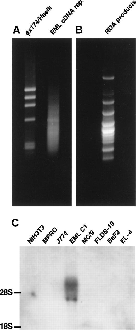 Fig. 1. Isolation of E11-5 by cDNA RDA. / (A) The right lane contains EML C1 cDNA representation. The left lane contains the φχ174/HaeIII markers. (B) The result of EML C1-MPRO cDNA RDA was resolved on 2% agarose and stained with ethidium bromide. Some bands contained more than one DNA species. (C) Northern blot analysis of the expression of E11-5 in cell lines representing different hematopoietic lineages. Each lane contains 5 μg total RNA from NIH3T3 (fibroblast), MPRO (neutrophil), J774 (macrophage), EML C1 (stem cell-like), MC/9 (mast cell), FLDS-19 (erythroblast), BaF3 (B-cell), and EL-4 (T-cell). The blot was hybridized with a radiolabeled, nick-translated E11-5 (mJagged2) probe.