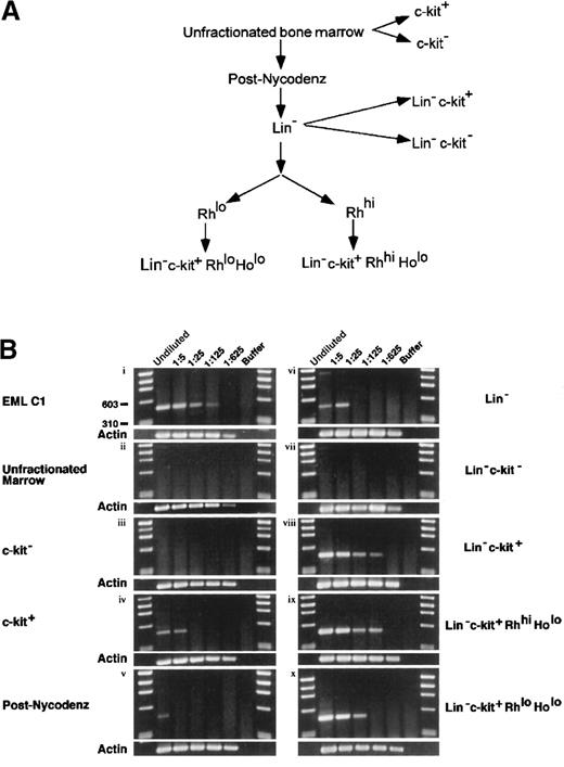 Fig. 2. Expression of mJagged2 in various bone marrow fractions. / (A) Fractionation of bone marrow for RT-PCR. To purify LTR-HSC, total bone marrow was first fractionated by Nycodenz density centrifugation, followed by depletion of lineage-marker–bearing cells using monoclonal antibodies, then by FACS sorting of Rh 123-stained cells, and finally by sorting of c-kit–bearing, Ho-low cells. Additional fractions (c-kit−, c-kit+, Lin−c-kit−, Lin− c-kit+) were sorted directly from total bone marrow or Lin−cells based on c-kit expression. See details in “Materials and methods.” (B) Quantitative RT-PCR for mJagged2. Serial 5-fold dilutions (up to 1:625 dilution) of cell lysates prepared from 1000 cells were used as a set in RT-PCR with nested primers. See “Materials and methods” for details of RT-PCR. Five-microliter aliquots of RT-PCR products were resolved on 2% agarose and stained with ethidium bromide. Results of β-actin RT-PCR are shown below each panel. First and last lanes of each gel contain the φχ174/HaeIII markers. (i) EML C1; (ii) unfractionated bone marrow; (iii) c-kit− fraction (devoid of stem cells); (iv) c-kit+ fraction (containing progenitors); (v) post-Nycodenz density centrifugation (ie, MNC); (vi) Lin− fraction; (vii) Lin-− c-kit+ fraction (enriched for progenitors); (viii) Lin− c-kit−fraction (devoid of stem cells); (ix) Lin−c-kit+ Rhhi Holo fraction (STR-HSC); (x) Lin− c-kit+Rhlo Holo fraction (LTR-HSC).