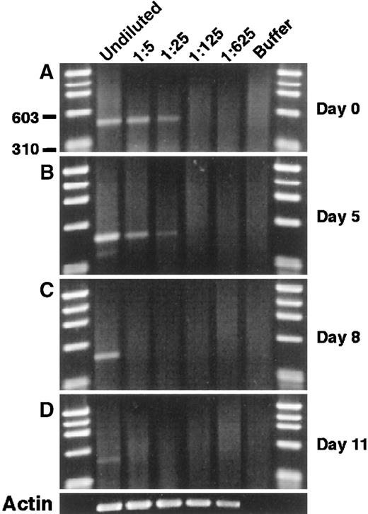 Fig. 3. Modulation of mJagged2 expression during the proliferation and differentiation of HSC in vitro. Five hundred Lin− c-kit+ RhloHolo cells were cultured in liquid media containing SCF, IL-3, IL-6, and GM-CSF. / Cells were harvested sequentially, and RT-PCR of mJagged2 was performed on serial 5-fold dilutions of cell lysates prepared from 1000 cells. (A) Day 0; (B) day 5; (C) day 8; (D) day 11. The result of β-actin RT-PCR on day 11 is shown at the bottom. First and last lanes contain the φχ174/HaeIII markers.