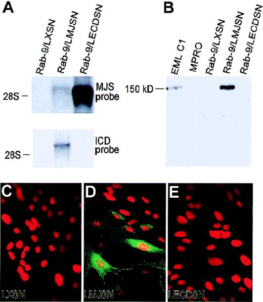 Fig. 5. Retroviral vector-mediated expression of mJagged2 in the Rab-9 cells. / Rab-9 cells were infected with retroviral vectors LXSN (empty vector control), LMJSN (expressing full-length mJagged2), and LECDSN (expressing the extracellular domain of mJagged2) and selected with G418. (A) Northern blot analysis using 5 μg total RNA in each lane and probed with either the full-length mJagged2 probe (MJS; upper panel) or the intracellular domain probe (ICD; lower panel). The position of the 28S rRNA is shown. (B) Western blot analysis using antisera against the intracellular domain of mJagged2. Ten micrograms total cell lysate from each cell line was used in each lane. EML C1 served as the positive and size (150-kd) controls, whereas MPRO served as the negative control. Rab-9/LMJSN expressed mJagged2 of correct size. No specific bands were detected when the blot was probed with preimmune serum (not shown). (C-E) Indirect immunofluorescence staining using rabbit anti-ICD antibodies against the intracellular domain of mJagged2, followed by fluorescein isothiocyanate-conjugated donkey antirabbit IgG (green fluorescence). Cells were double stained with propidium iodide (red fluorescence) to reveal the nuclei. (C) Rab-9/LXSN. (D) Rab-9/LMJSN. (E) Rab-9/LECDSN. Only Rab-9/LMJSN showed positive staining with clonal variation in the level of expression. Staining with preimmune or anti-GST sera was negative (not shown).