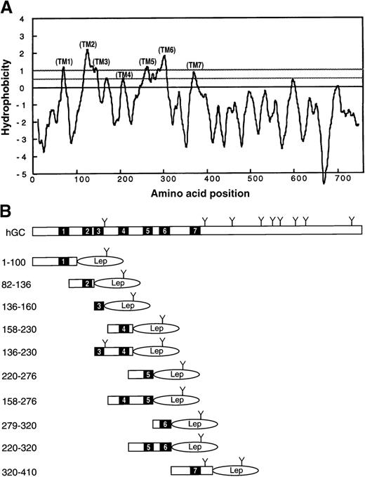 Fig. 1. Topological analysis of the human γ-glutamyl carboxylase. / (A) TOPPRED II analysis of human GC. The hydropathy plot generated by TOPPRED II with a default window of 21 is shown. We predicted 7 TMDs at amino acid residues 60-80 (TM1), 115-135 (TM2), 138-158 (TM3), 197-217 (TM4), 252-272 (TM5), 293-313 (TM6), and 361-381 (TM7). (B) Schematic representation of the GC and hGC-Lep constructs used to experimentally determine the topology. The solid bars indicate the TM segments predicted by TOPPRED II, and Y indicates potential N-linked glycosylation sites. The P2 domain of Lep was fused to the C-terminus of the hGC fragments in all constructs.