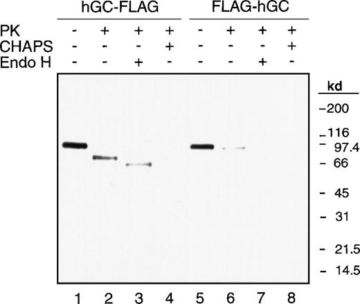 Fig. 2. Localization of the amino- and carboxyl-termini of the carboxylase. / Microsomes prepared from 293 cells expressing hGC-FLAG or FLAG-hGC were subjected to proteinase K digestion in the presence (+) or absence (-) of 0.5% CHAPS. Part of the protease digestion sample in the absence of CHAPS was further digested by Endo H. The anti-FLAG M2 mAb was used for Western blot analysis.