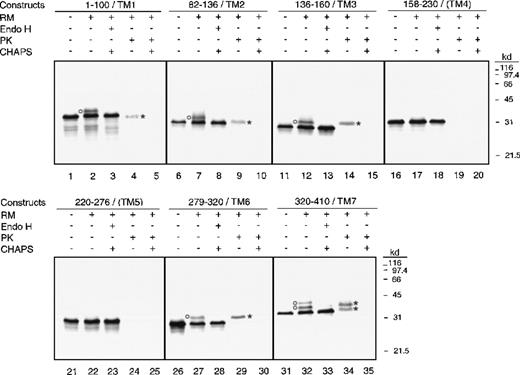 Fig. 3. Analysis of fusions containing a single predicted transmembrane domain. / Phosphorimage of the 7 constructs containing a single TMD analyzed by SDS-PAGE is shown. In vitro translations were done in the presence (+) or absence (-) of canine pancreatic rough microsomes (RMs). Endo H treatment was done in the presence (+) of 0.5% CHAPS, while proteinase K treatment was done in the presence (+) or absence (-) of 0.5% CHAPS. Glycosylated products are indicated by circles, while proteinase K–resistant fragments are indicated by asterisks.