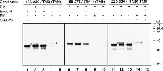 Fig. 4. Analysis of fusions containing adjacent pairs of predicted transmembrane domain. / Phosphorimage of the 3 constructs containing adjacent pairs of TMDs analyzed by SDS-PAGE is shown. In vitro translations were done in the presence (+) or absence (-) of canine pancreatic RMs. Endo H treatment was done in the presence (+) of 0.5% CHAPS, while proteinase K treatment was done in the presence (+) or absence (-) of 0.5% CHAPS. Glycosylated products are indicated by circles, while proteinase K resistant fragments are indicated by asterisks.
