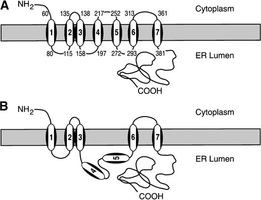 Fig. 5. The membrane topology of human GC. / (A) TOPPRED II–predicted topology. (B) Proposed membrane topology of hGC, based on our results.