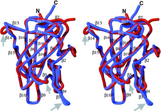 Fig. 2. Homology model of the factor VIII C1 domain. / The homology model of the C1 domain (red) was created as described in the text and is superimposed onto the crystal structure of the factor VIII C2 domain (blue) and is shown in stereo views. The locations of the 19 β-strand structures in C2 are indicated,22referred to as β′ strands in C1. The major differences are in the loop lengths (Figure 1), which are indicated by gray arrows. The loop corresponding to the β3-β4 hairpin structure within the C2 domain, a putative membrane-binding surface, is shortened to a turn in C1 (thus, there is no β3′ or β4′ strand in C1; homologous numbering of strands 5′ through 19′ are preserved). The β5-to-β6 loop is 2 residues shorter in C1. The loop between β-strands 13 and 14 is 2 residues longer in C1.
