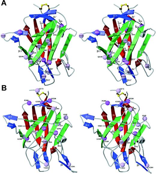 Fig. 3. Ribbon diagrams of the C domains: localization of hemophilic mutations. / Sites of hemophilic mutations (Table 3) are shown as spheres at the positions of their Cα atoms in the protein structure in stereo views. Spheres are color-coded according to the reported severity; lighter lavender represents mild to moderately severe, and darker violet represents more severe phenotypes (as reported for at least one affected individual). Core β-strands are green (foreground) and red (opposite side) ribbons with additional strands blue; each pair is oriented as in Figure 2. (A) The C1 model is based on homology modeling against the C2-domain crystal structure as described in Figure 2 and the text. (B) C2 is from the previously described crystal structure.22