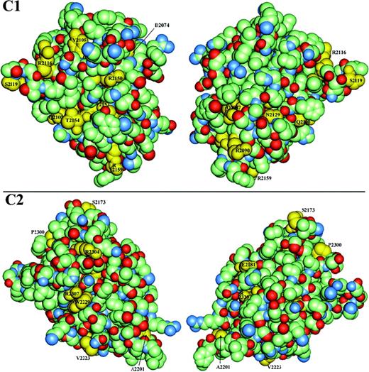 Fig. 4. Van der Waals surface space–filled model of factor VIII C domains. / C1 (upper panels) and C2 (lower panels) are viewed in similar orientations to Figure 3A-B, with the left series being the “front” and the right, the “back” surface and where the “back” surface corresponds to a 180° rotation about the vertical axis. The domains are color-coded according to element type—carbon atoms are light green; oxygen, red; and nitrogen, blue—except that side chains of residues associated with hemophilia A point mutations have been colored yellow and labeled where visible. Residues that are sites of other hemophilic mutations that are either not shown or not labeled exhibit less than 10% relative solvent accessibility and are defined as buried in the hydrophobic core (Table3).