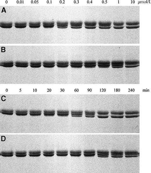 Fig. 2. Proteolysis of purified FXIII by thrombin. / The effects of 1 of hour incubation at 37°C with increasing amounts of human α-thrombin on 4.0 μmol/L FXIII 34Leu (A) and FXIII 34Val (B), and proteolysis of 4.0 μmol/L FXIII 34Leu (C) and FXIII 34Val (D) by 0.4 U/mL thrombin after increasing incubation times were analyzed by reducing SDS-PAGE. Formation of a distinct band for the cleaved A subunit shows activation by thrombin.