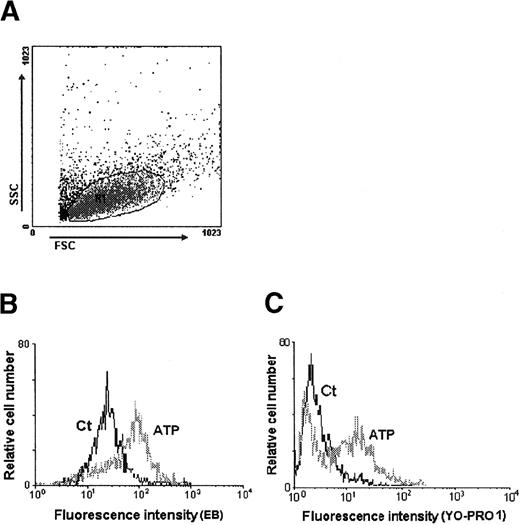 Fig. 3. Cytofluorometric profiles of DC permeabilization induced by ATP. / (A) Forward-scatter (FSC) and side-scatter (SSC) dot plot. R1 represents the DC population that was gated for analysis, thus excluding cellular debris and dead cells. DCs were incubated with 10 μmol/L ethidium bromide (B) or 10 μg/mL YO-PRO 1 (C) and treated (ATP) or not (Ct) with 5 mmol/L ATP for 15 minutes at 37°C.