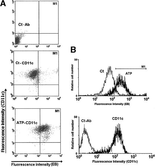 Fig. 4. Permeabilization assay of DCs previously labeled with the anti-CD11c mAb. / (A) Dual DC labeling with ethidium bromide (EB) and anti-CD11c antibody (FITC). The upper panel represents the DCs labeled with just the unrelated control antibody (Ct-Ab); the central panel represents the DCs labeled with anti-CD11c mAb and incubated with ethidium bromide alone (Ct-CD11c); the lower panel represents the DCs labeled with anti-CD11c mAb and incubated with ethidium bromide plus 5 mmol/L ATP (ATP-CD11c) for 15 minutes at 37°C. (B) The top histogram represents the fluorescence profile of CD11c+ cells incubated with 10 μmol/L ethidium bromide, either with (ATP) or without (Ct) 5 mmol/L ATP. The M1 marker defines the threshold for defining cell permeabilization. The bottom histogram represents the fluorescence profile of the DC population labeled with anti-CD11c mAb (CD11c) or with unrelated control antibody (Ct-Ab).