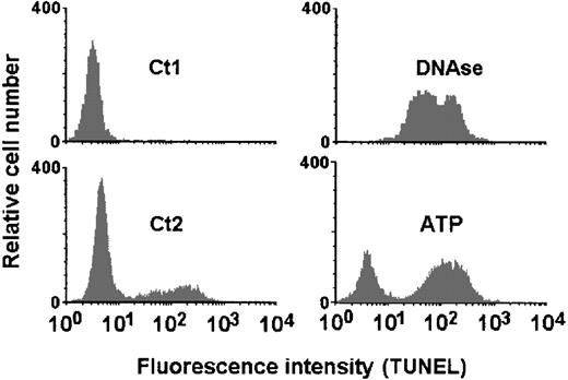 Fig. 12. ATP-induced apoptosis detected by the TdT-mediated dUTP nick end labeling (TUNEL) technique. / DCs were incubated with ATP (5 mmol/L) for 30 minutes at 37°C, washed twice with PBS/BSA, and incubated additionally for 6 hours in complete RPMI medium. Apoptosis was ascertained by the TUNEL technique and flow cytometry. The resulting fluorescence intensity profiles of control DCs (lower left histogram; Ct2) and those treated with 5 mmol/L ATP (lower right histogram; ATP) are shown. As a negative control, DCs were incubated with FITC-conjugated dUTP only (upper left histogram; Ct1) without TdT. Positive control was performed by treating the DCs with DNAse (10 μg/mL) immediately before incubation with TUNEL reaction mixture (upper right histogram; DNAse).