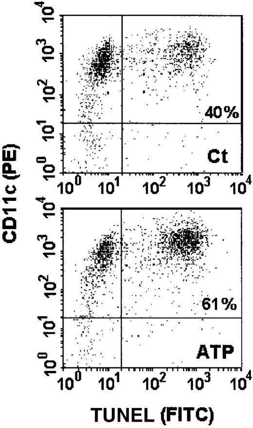 Fig. 14. Anti-CD11c antibody labeling of apoptotic and nonapoptotic DCs. / The DCs were treated with 5 mmol/L ATP for 30 minutes, washed, and incubated for an additional 6 hours. These cells were then labeled with the anti-CD11c mAb before the detection of apoptosis by TUNEL. The dot plots show the double labeling for CD11c (PE) and TUNEL (FITC) of either control cells (Ct) (upper panel) or those treated with ATP (ATP) (lower panel).