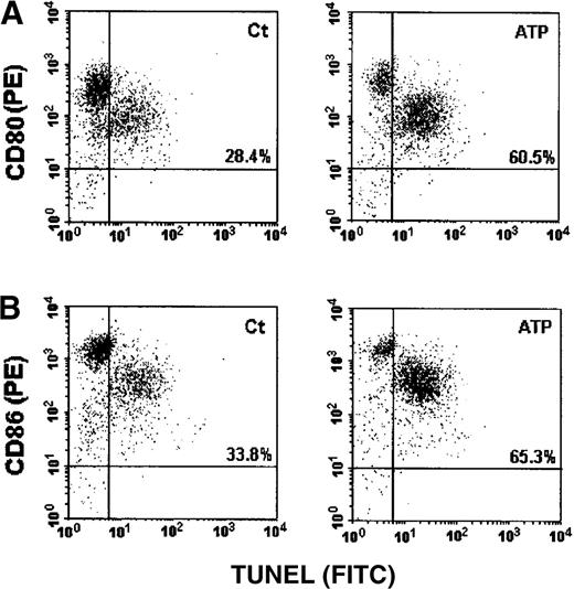 Fig. 15. Evaluation of CD80 and CD86 expression on apoptotic and nonapoptotic DCs following ATP treatment. / DCs were exposed to ATP for 30 minutes, washed, and incubated for an additional 6 hours. They were then labeled with the PE-conjugated anti-CD80 (B7.1) or anti-CD86 (B7.2) mAb before the detection of apoptosis by TUNEL (FITC). The dot plots show the CD80 (A) or CD86 (B) and TUNEL double labeling of control cells (Ct) (left panel) and those treated with 5 mmol/L ATP (ATP) (right panel).
