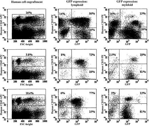 Fig. 5. RD114-pseudotyped vector particles efficiently transduced cells capable of establishing multilineage hematopoiesis in immunodeficient (NOD/SCID) mice. / The 3 rows show the FACS profile of bone marrow cells obtained from NOD/SCID mice killed 8 weeks after receiving in vitro–expanded human CD34+ cells (1.0 × 105 input cells). The cells were stained with a human-specific CD45 antibody and analyzed for human engraftment. The gated human CD45+ cells from these animals were analyzed for human CD19 (B-lymphoid) or CD33 (myeloid) expression. Each row shows the FACS profile of bone marrow cells obtained from a NOD/SCID recipient of RD114-transduced cord blood CD34+ cells. The bone marrow from the animals shown was negative for RCR by PCR analysis (data not shown).