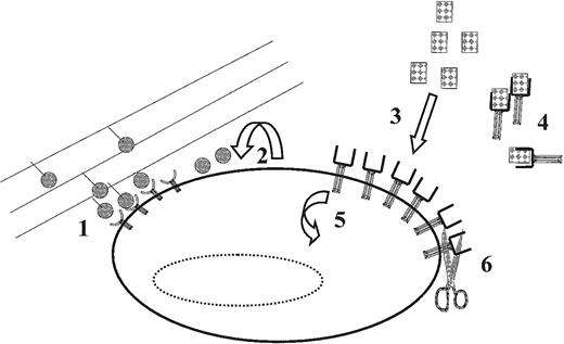 Fig. 3. Examples of mechanisms that cells can use for the in vivo for the control of effective ligand concentrations and receptor expression (and thus the level of receptor-ligand complex activation). / (1) Preventing or diminishing ligand/receptor complex internalization through interactions between extracellular matrix (shown) or cell-surface bound ligands; (2) autocrine ligand secretion; (3) interactions with proteins secreted by other cells (either locally or systemically); (4) ligand interactions with agonistic or antagonistic soluble receptors (shown) or nonreceptor cytokine binding proteins (eg, uromodulin); (5) receptor internalization/synthesis; and (6) proteolytic cleavage of surface-bound receptors (shown) and/or ligands. Each of these mechanisms may determine whether a particular (threshold) level of receptor ligand activation is achieved. See text for further discussion.