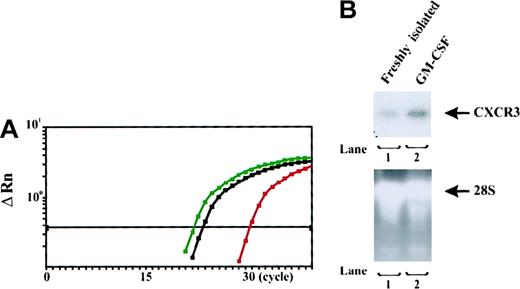 Fig. 3. Assessment of messenger RNA (mRNA) expression in CD34+ progenitors. / (A) Plots of real-time detection and amplification of mRNA of CXCR3 in freshly isolated and GM-CSF–stimulated CD34+ progenitors from human cord blood. Red plots represent the amplification of mRNA of CXCR3 in freshly isolated CD34+ progenitors; blue plots represent the amplification of CXCR3 mRNA of GM-CSF-stimulated CD34+ progenitors; and black plots represent the amplification of standard DNA template (2.0 × 104copies) with a housekeeping gene (β-actin). CTs were 23.5 for standard DNA template; 30.1 for mRNA of CXCR3 in freshly isolated CD34+ progenitors; and 22.3 for mRNA of CXCR3 in GM-CSF–stimulated CD34+ progenitors. The plots shown are representative of 2 similar experiments conducted. (B) CXCR3 mRNA Northern blot analysis of freshly isolated and GM-CSF–stimulated CD34+ progenitors. Total RNA from different cells was isolated, electrophoresed, and blotted. The hybridization signals for CXCR3 mRNA from the cells are shown in the upper panel. Results with 28S recombinant RNAs (lower panel) confirmed that there were comparable amounts of loaded total RNA.
