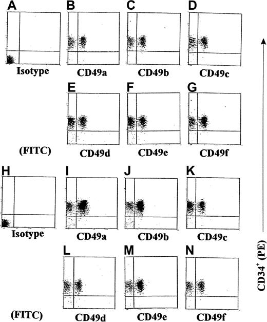 Fig. 7. Double-color flow cytometric analysis of the distribution of different integrins on CD34+ hematopoietic progenitors. / The CD34+ cells were either stimulated with GM-CSF for 36 hours (A-G) or stimulated with GM-CSF and then with γIP-10 for 8 hours (H-N). The cells were isolated from cord blood from a normal birth and either preincubated with GM-CSF (10 ng/mL) for 36 hours only or preincubated with GM-CSF and then stimulated with γIP-10 (100 ng/mL) for 8 hours. Subsequently, the cells were stained with the indicated anti-integrin mAbs. The data are from a single experiment representative of 4 similar experiments performed.