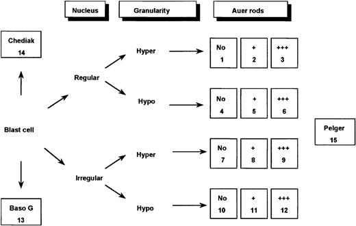 Fig. 1. Classification system used for defining 15 categories of cells. / In the figure, Hyper indicates hypergranular cytoplasm; Hypo, hypogranular or agranular cytoplasm; +, the presence of 1 or 2 Auer rods; +++, the presence of 3 or more Auer rods or faggots; Baso G, basophilic granules; Chediak, Chediak-like inclusions; and Pelger, Pelger-like cells.