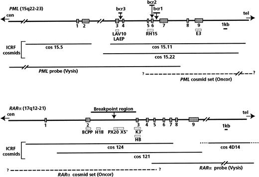 Fig. 1. Map of the probes used for Southern blot and FISH analyses. / Bars indicate Southern blot probes; lines indicate probes used for FISH analyses. The P63 probe, which includes the entire RARαcDNA, was also used in FISH experiments.