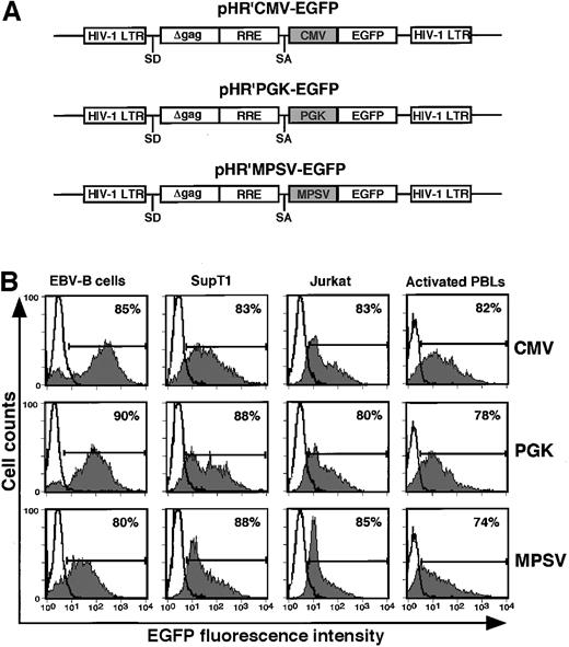Fig. 1. Schematic representation of HIV-1–based EGFP expression vectors. / (A) pHR′CMV-EGFP, pHR′PGK-EGFP, and pHR′MPSV-EGFP are HIV-1–based gene transfer vectors generated from pHR'CMV-LacZ,8 in which the CMV promoter was replaced with either PGK or MPSV promoters, and the transgene LacZ was replaced with EGFP, as described in “Materials and methods.” (B) Efficacy of different promoters in driving long-term transgene expression in lymphoid cell lines and activated primary PBLs after HIV-1 vector-mediated gene transfer. Cells were transduced with VSV-G peudotyped, accessory proteins deleted pHR′ vectors carrying EGFP driven by 3 different promoters (CMV, PGK, and MPSV) at an MOI of 5 to 10. Transduced lymphoid cell lines and primary activated human PBLs were cultured in vitro for 4 months and 2 weeks, respectively, before FACS analysis. Fluorescence of untransduced cells is represented by open histograms, whereas the shaded gray areas represent EGFP fluorescence derived from transduced cells. Data shown are representative of similar results obtained from 2 independent experiments.