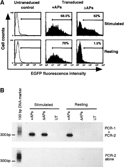 Fig. 5. Analysis of integrated HIV-1 vector DNA in primary human lymphocytes. / (A) FACS analysis of EGFP expression in mitogen-stimulated and resting primary human PBLs transduced with pHR′PGK-EGFP vector in the presence (+) or the absence (Δ) of HIV-1 accessory proteins (APs) at 5 days after transduction. (B) Detection of integrated HIV-1 provirus by using Alu-HIV-1 LTR PCR. Genomic DNA isolated from mitogen-stimulated and resting primary human PBLs, untransduced (UT) or transduced with pHR′PGK-EGFP vector in the presence (+) or the absence (Δ) of HIV-1 accessory proteins (APs) at 5 days after transduction shown in Figure5A was subjected to Alu-HIV-1 LTR PCR procedure (PCR-1 + PCR-2) or only to the second round of amplification (PCR-2 alone). The amplification products were resolved in an agarose gel and bands were detected by Southern blot analysis by using an LTR-specific probe.