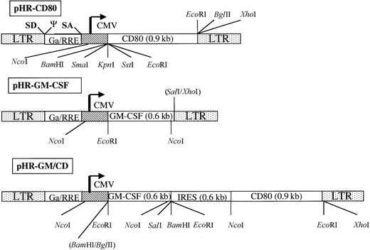 Fig. 1. Schematic representation of the gene-transfer vectors pHR-CD80, pHR-GM-CSF, and PHR-GM/CD. / The long terminal repeats (LTR), the splice donor site (SD), the splice acceptor site (SA), the packaging signal, the cytomegalovirus (CMV) enhancer-promoter element, and the truncated and out-of-framegag gene (Ga) upstream of the Rev responsive element (RRE) are indicated (not in scale). The complementary DNA encoding human CD80 and human granulocyte-macrophage colony-stimulating factor (GM-CSF) are shown. To construct pHR-GM/CD, a bicistronic message was generated; this contained an internal ribosome entry site (IRES) upstream of the human CD80 open-reading frame. Some of the cleavage sites for restriction enzymes used for the design or verification of the constructs are shown.