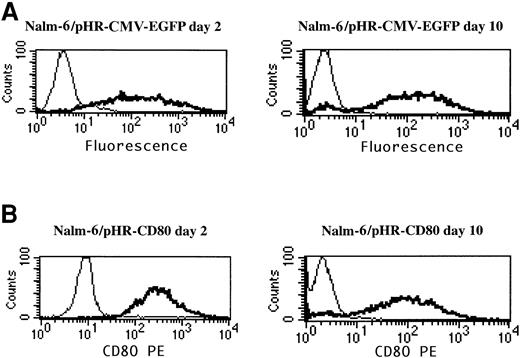 Fig. 2. CD80 expression is a suitable marker for gene-delivery assessment. / Nalm-6 cells were transduced for 24 hours with the pHR-CMV-EGFP or the pHR-CD80 lentiviral vector packaged in the vesicular stomatitis virus G envelope. Immunostaining of the CD80 molecule and flow cytometry analysis was performed 2 days and 10 days after transduction. Thin lines indicate mock transduction; and boldface lines, transduction with lentiviral vectors.