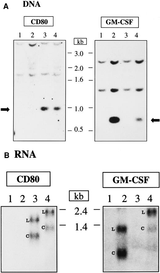 Fig. 5. DNA integration and RNA expression after lentiviral vector transduction of Nalm-6 cells. / (A) Southern blot analysis. The arrows indicate the integrated DNA originated from the transduction with lentiviral vectors. (B) Northern blot analysis; L indicates the LTR promoter–transcribed RNA; C, CMV promoter–transcribed RNA; 1, nontransduced cells; 2, cells transduced with pHR-GM-CSF; 3, cells transduced with pHR-CD80; and 4, cells transduced with pHR-GM/CD. The length of the DNA and RNA molecules is indicated in kilobases.
