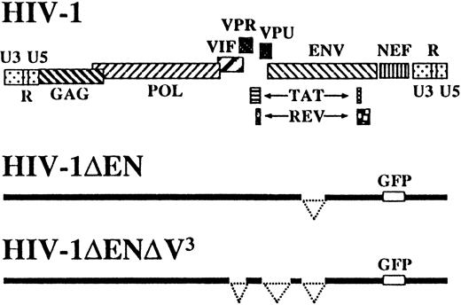Fig. 1. Schematic representation of vector constructs HIV-1ΔEN and HIV-1ΔEN V3 derived from HIV-1 clone NL4-3.