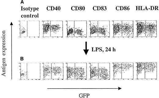Fig. 3. Immunophenotype and differentiation of HIV-1ΔEN V3 transduced immature DCs. / Immature DCs were transduced as described in the legend to Figure 2, and subsequently analyzed for their phenotype by direct immunofluorescence (A). The ability of transduced and untransduced immature DCs to differentiate into mature DCs was investigated by direct immunoflurescence of LPS (10 ng/mL) treated immature DCs (B). One representative experiment of at least 2 experiments is shown.