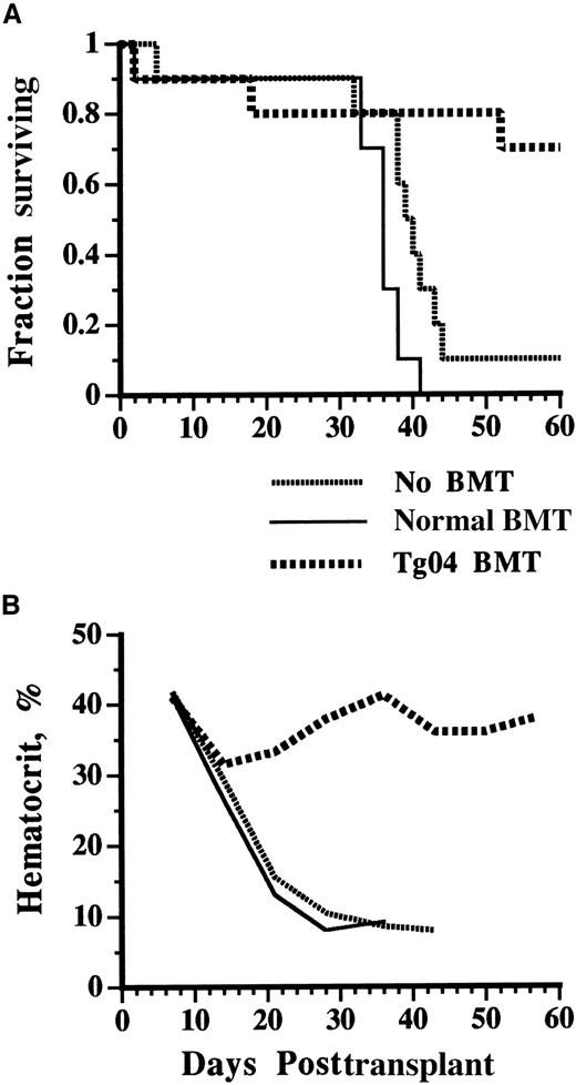 Fig. 3. Methotrexate resistance of mice preconditioned with 1 Gy TBI and transplanted with line 04 DHFR transgenic marrow. / Male mice were given 1 Gy TBI one day before transplantation with no marrow, 1 × 107 female normal (APP) marrow cells, or 1 × 107 female transgenic DHFR (Tg04) marrow cells. The animals were then administered either PBS or MTX (final dose of 4 mg/kg) intraperitoneally daily for 60 days (n = 10 for each group). (A) Kaplan–Meier plot showing the fraction of surviving mice per time in the MTX-administered groups. (B) Mean weekly hematocrit of surviving mice in the MTX-administered groups at each time point.