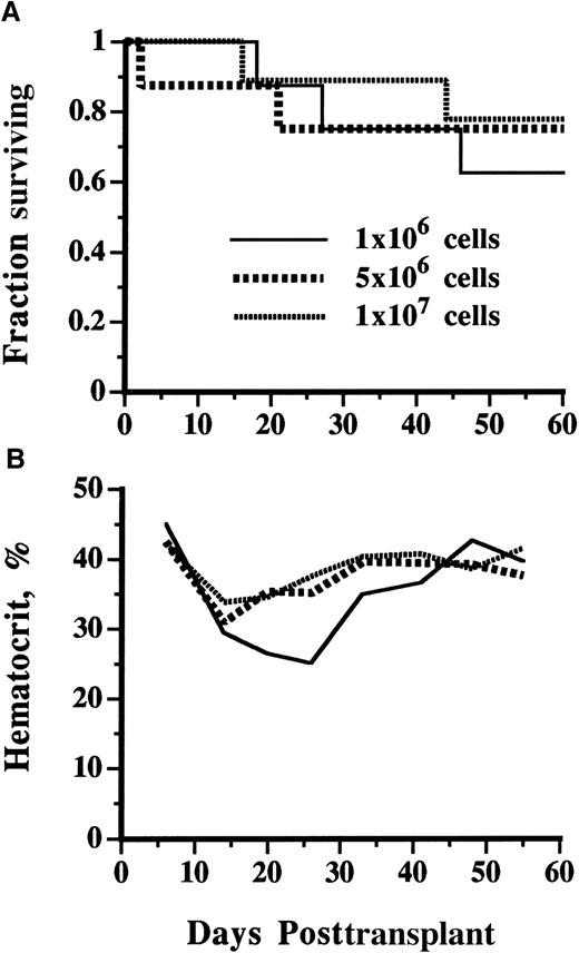 Fig. 5. Methotrexate resistance of mice transplanted with varying amounts of line 04 DHFR transgenic marrow cells. / Normal male mice were given 1 Gy TBI the day before transplantation with 1 × 106, 5 × 106, or 1 × 107 marrow cells from female line 04 donors (as indicated). MTX was then administered at increasing doses (culminating at 4 mg/kg) daily for 60 days (n = 10 for each group). (A) Kaplan-Meier plot showing fraction of surviving mice. (B) Mean weekly hematocrit of surviving mice at each time point.