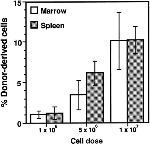 Fig. 6. Dose-dependent engraftment of transgenic marrow cells in sublethally irradiated BMT recipients. / Survivors from the experiment described in Figure 5 were killed 120 days after transplantation. Genomic DNA was isolated from bone marrow and spleen, subjecting samples to quantitative Southern analysis as described in Figure 4. Values are presented as mean ± SD of 6 to 8 samples.