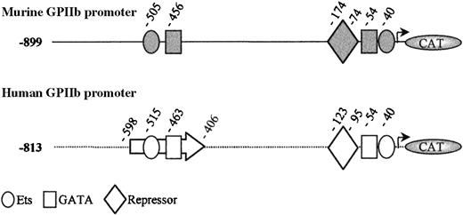 Fig. 1. Schematic representation of the murine (gray) and human (white) GPIIb promoter fragments extending from −899 and −813 to +32 bp, respectively. / Nucleotide position of the different sites and elements are indicated from the initiation start site. Boxes represent GATA sites; circles, Ets sites; and diamonds, the repressor elements. The human enhancer was delimited by an arrow.