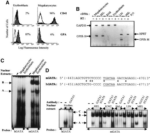 Fig. 4. EMSA analysis of the hGATA and mGATA sites of GPIIb promoters. / (A) FACS analysis of erythrocytic (GPA) and megakaryocytic (CD41) cell surface antigen expression on CD34+ progenitor cells isolated from human umbilical cord blood and induced to differentiate into erythroid and megakaryocytic cells. After 12 days of culture, the cells were stained with FITC-antihuman GPA and PE-antihuman CD41 antibodies. Isotype-matched nonspecific antibodies were used as controls. Percentages of positive cells are indicated. (B) RT-PCR analysis of GPIIb expression. Total RNA was isolated from primary erythroid and megakaryocytic cells and from permanent cell lines (HEL, K562, LIN-175, and MEL). RT-PCR reactions were performed, including reverse transcriptase negative control (RT−) for each sample and H2O blank for each oligonucleotide primer. Amplification of GAPDH and HPRT was performed on each human and murine cDNA sample respectively, as an internal standard. (C) GATA-binding activity analysis. Cell specificity of the human −463 (hGATA) and murine −456 (mGATA) sites were analyzed with nuclear extracts from human megakaryocytes and erythroblasts. Sequence comparison between hGATA (previously described8) and mGATA probes is reported. The GATA-1 consensus binding sites are underlined. An asterisk represents nucleotide mismatch between the 2 sequences. Position of the DNA-protein complexes in the EMSA experiments are indicated by arrows (A and B). (D) Cell specificity and supershift assays. The mGATA sequence binding activity was analyzed with human nuclear extracts from HEL, K562, HeLa, and murine nuclear extract from LIN-175 and MEL, in the absence (−) or the presence of the indicated antibody (right panel). Positive control indicating positions of the DNA-protein complexes (arrows) was obtained with the human probe and nuclear extract from erythroid cells, in the absence (band A corresponding to GATA-1 binding) and in the presence (band C, supershift) of anti–GATA-1 antibodies (left panel).