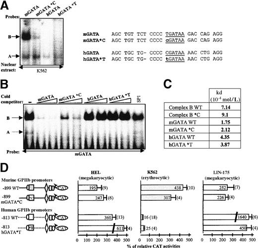 Fig. 6. Effect of T/C substitution 5′ to the mGATA and hGATA sequences as assessed by EMSA and transfection analysis. / (A) EMSA. DNA binding activities of wild-type mGATA and hGATA probes are compared with that of mutated mGATA*C and hGATA*T probes in EMSA, using K562 nuclear extracts. A and B complexes are indicated by arrows. Probe sequences are described (right panel). (B) Competitive gel mobility shift assay. Nuclear extracts from K562 cells were incubated with labeled mGATA probe, in the absence (−), or in the presence of 100- and 200-fold molar excess of the unlabeled indicated competitor, and 200-fold molar excess of SP1 cold competitor. Bands A and B are indicated by arrows. (C) Titration of GATA-1 and B complex with mGATA*C and hGATA*T probes in EMSA. Binding affinity studies of mGATA*C and hGATA*T probes were performed by Scatchard plot analysis as described for wild-type mGATA and hGATA DNA probe in Figure 5. The Kd values were calculated for each DNA/protein complex. (D) Functional studies by transfection. In the murine −899 mGATA*C construct, the murineTGATAA sequence was replaced by humanCGATAA sequence. In the human −813 hGATA*T construct, the human CGATAA sequence was replaced by the murineTGATAA. The murine 899 mGATA*C with hGATA site (open box *C) and the human 813 hGATA*T construct with mGATA site (gray-filled box *T) were transfected in HEL, K562, and LIN-175 cells. CAT activities are compared with the wild-type murine and human GPIIb promoter constructs.