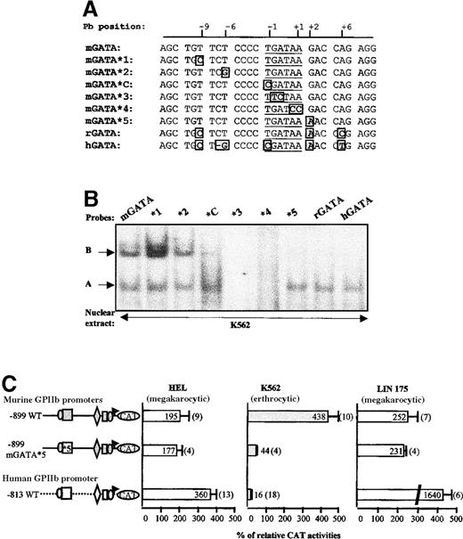 Fig. 7. Identification of the nucleotides involved in B complex formation. / (A) Scan of the murine enhancer GATA region. The sequence of mGATA*C (previously described) and of 5 mutated probes (mGATA *1 to *5), scanning the murine enhancer GATA region, were compared with that of the wild-type murine (mGATA), rat (rGATA), and human (hGATA) equivalent sequences. For each probe, nucleotides different from the mGATA sequence are boxed. (B) EMSA. The different probes described in panel A were then used in EMSA experiments with nuclear extracts from K562 cells. B and A complexes are indicated by arrows. (C) Functional studies by transfection. The nucleotide abrogating B complex formation as shown in panel B (mGATA*5) was introduced in the −899 murine GPIIb promoter construct. The CAT activity of this mutated promoter (−899 mGATA*5) was compared with that of the wild-type murine and human promoters by transfection of HEL, K562, and LIN-175 cells.