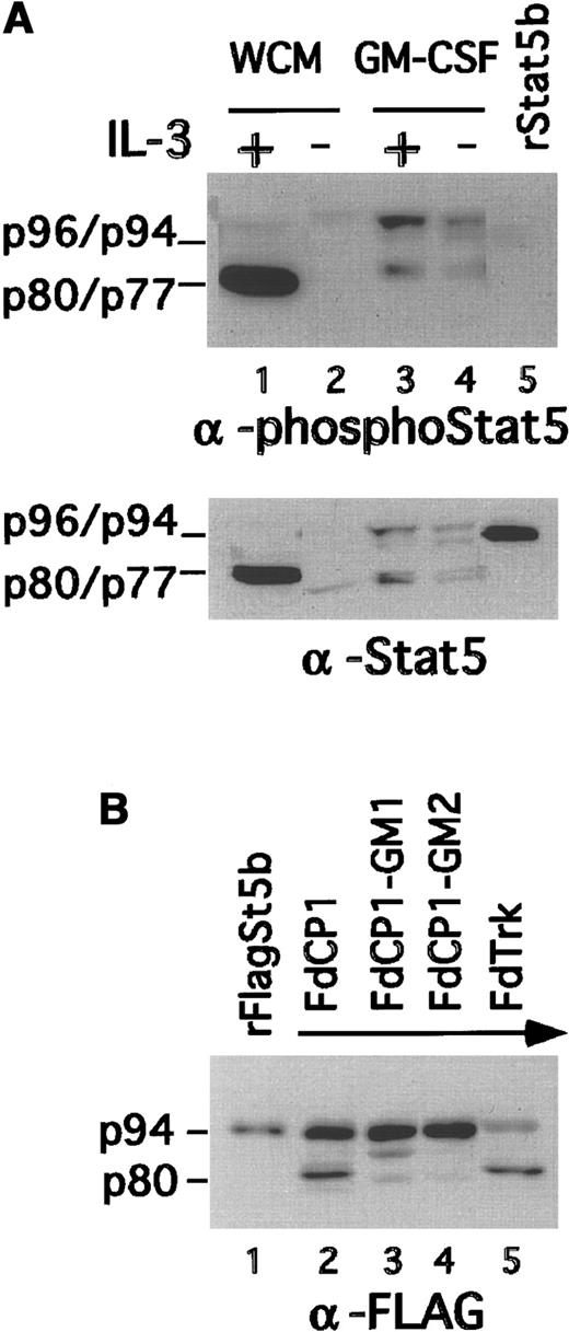 Fig. 1. Change in Stat5 isoform activation during GM-CSF–induced maturation of FdCP1 cells. / (A) FdCP1(c.19) cells were either cultured in WCM or differentiated in GM-CSF for 3 days. Cells were then starved (−) and stimulated with IL-3 (+; 10 ng/mL, 15 minutes). Nuclear extracts were evaluated by sequential immunoblotting with Stat5 phospho-specific (upper panel) and pan–Stat5-specific antibodies (lower panel). Recombinant inactive Stat5b (rStat5b) was included as a control (lane 5). The mobility of p96 (Stat5a), p94 (Stat5b), p80 (truncated Stat5b), and p77 (truncated Stat5a) are indicated in the left margin of each panel. (B) FdCP1(c.19) cells were cultured as in A. Differentiated cells, with increased forward and side scatter, were collected by flow cytometry to increase their purity to more than 95% (compare with Figure 3). CHAPS extracts were prepared and assayed on a recombinant FLAG-tagged Stat5b (rFlagSt5b) substrate prepared by overexpression in 293 cells.21 The mobility of rFlagSt5b (p94) and the cleaved product (p80) are indicated in the left margin of each panel.