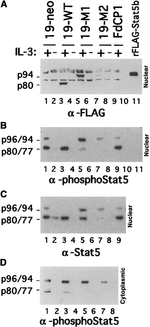 Fig. 2. Expression of Stat5 in transfected FdCP1 cells. / Nuclear extracts were prepared as outlined in Figure 1 and sequentially immunoblotted with a FLAG epitope-tagged specific antibody (A), a Stat5 phospho-specific antibody (B), and a pan–Stat5-specific antibody (C). Recombinant inactive FLAG-Stat5b (rFLAG-Stat5b) was included as a control (lane 11). Matched cytoplasmic extracts are evaluated in D. The mobility of full length (ie, p94/p96) and truncated (ie, p77/p80) Stat5a and Stat5b are indicated in the left margin of each panel. 19-neo (lanes 1, 2) and 19-WT (lanes 3, 4) are clones of cells stably transfected with pSV2-neo and FLAG-Stat5bWT, respectively. 19-M1 (lanes 5, 6) and 19-M2 (lanes 7, 8) are 2 independent clones of cells transfected with FLAG-Stat5bm/m.