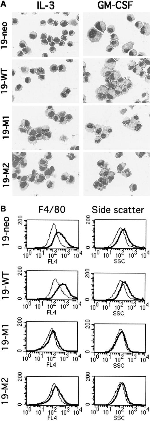 Fig. 3. Evaluation of myeloid differentiation in mutant FdCP1 cells. / (A) Histologic analysis. FdCP1-derived cell lines expressing pSV2-neo alone (19-neo; A, B), FLAG-Stat5b WT (19-WT; C, D), FLAG-Stat5bm/m (19-M1 and 19-M2; E-H) were stained with Wright–Giemsa before or after differentiation in GM-CSF for 3 days. These photomicrographs are representative of the results obtained from 2 independent experiments. (B) Flow cytometric analysis. 19-neo, 19-WT, 19-M1, and 19-M2 cells were evaluated for expression of F4/80 (left column) or side scatter (SSC; right column) before (light tracing) or after differentiation (dark tracing) in GM-CSF for 3 days. These studies were carried out on the same set of cells evaluated by Wright–Giemsa staining. These histograms are representative of several independent experiments.