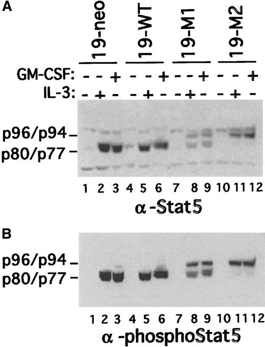 Fig. 4. Stat5 activation in mutant FdCP1 clones. / Nuclear extracts were prepared from cells (19-neo, 19-WT, 19-M1, and 19-M2 cells) treated with either GM-CSF or IL-3 as outlined in Figure1. The extracts were sequentially immunoblotted with a pan–Stat5-specific antibody (A) and Stat5 phospho-specific antibody (B). Mobility of p96 (Stat5a), p94 (Stat5b), p80 (truncated Stat5b), and p77 (truncated Stat5a) is indicated on the left margin of each panel.