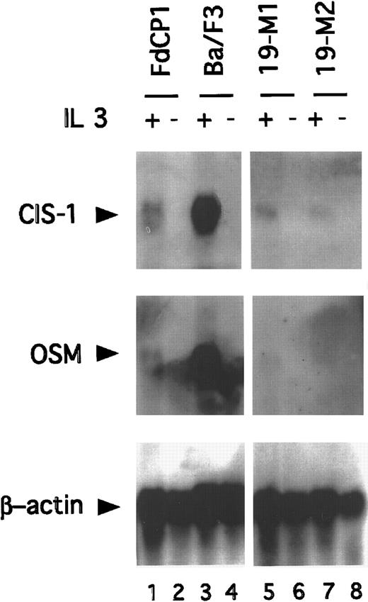 Fig. 5. Northern blot analysis demonstrating expression of Stat5 target genes. / RNA was prepared from FdCP1 (lanes 1, 2), Ba/F3 (lanes 3, 4), 19-M1 (lanes 5, 6), and 19-M2 (lanes 7, 8) cells before (−) or after (+) stimulation with IL-3 for 30 minutes. Thirty-five micrograms total RNA was fractionated on a formaldehyde gel and sequentially hybridized with a CIS-1 (top panel), OSM 1 (middle panel), and β-Actin (bottom panel) probe. Quantitation of signal intensity was measured on a Phosphor-imager.