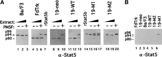 Fig. 6. Evaluation Stat5 protease activity in mutant FdCP1 cell lines. / (A) Recombinant Stat5b (rStat5b) was incubated for 4 hours at 37°C with either 35 μg (lanes 1, 8, 11, 15, 18) or 70 μg (lanes 2, 9, 12, 16, 19) CHAPS extract from Ba/F3 (lanes 1-3), FdTrk (lanes 4-6), 19-neo (lanes 8-10), 19-WT (lanes 11-13), 19-M1 (lanes 15-17), and 19-M2 (lanes 18-20) cells. Protease activity was blocked in some samples by the addition of 0.5 mmol/L phenylmethylsulfonyl fluoride (+). Control samples of undigested rStat5b are found in lanes 7 and 14. Digestion was evaluated by immunoblotting with pan-Stat5 antibody. Mobility of intact endogenous Stat5a (p96), rStat5b (p94) and cleaved Stat5b (p80) is indicated in the left margin. (B) Equivalent amounts of CHAPS extracts are evaluated for contamination with Stat5b by immunoblotting with pan-Stat5 antibody. Mobility of intact endogenous Stat5a (p96), Stat5b (p94), and truncated Stat5b (p80) is indicated in the left margin.