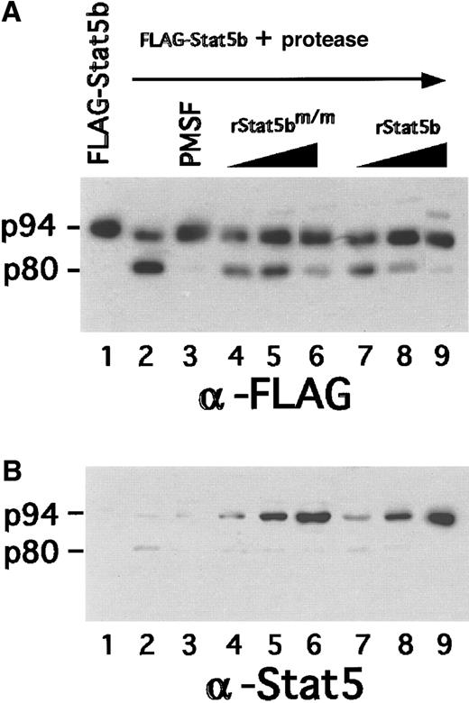 Fig. 7. Evaluation of potential inhibitory activity of Stat5bm/m on protease activity. / Recombinant FLAG-Stat5b was incubated for 4 hours at 37°C with 35 μg CHAPS extract from FdCP1 cells, either with (lane 3) or without (lane 2) 0.5 mmol/L phenylmethylsulfonyl fluoride. Increasing amounts of either recombinant Stat5bm/m (lanes 4-6) or recombinant Stat5bWT (lanes 7-9) were added to the reaction in ratios of 1:1 (lanes 4, 7), 2:1 (lanes 5, 8), or 8:1 (lanes 6, 9) relative to the substrate. Samples were analyzed by sequential immunoblotting with a anti-FLAG antibody (A) or a pan-Stat5 antibody (B). Mobility of intact Stat5b (p94) and cleaved Stat5b (p80) is indicated in the left margin.